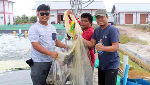 Dislutkan Kalteng Panen Parsial Udang Vaname di Tambak Udang Shrimp Estate Berkah