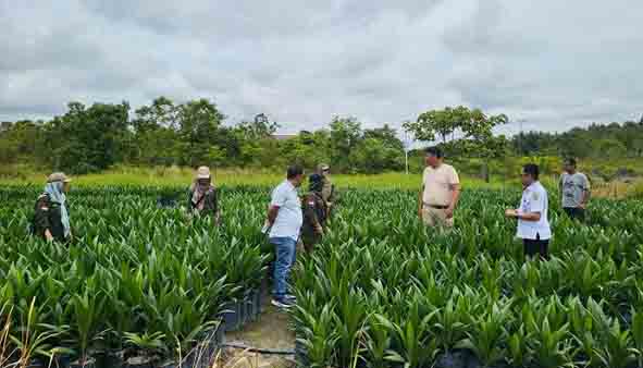 Disbun Kalteng Lakukan Pengawasan Mutu Benih di Kebun Pembibitan Kelapa Sawit