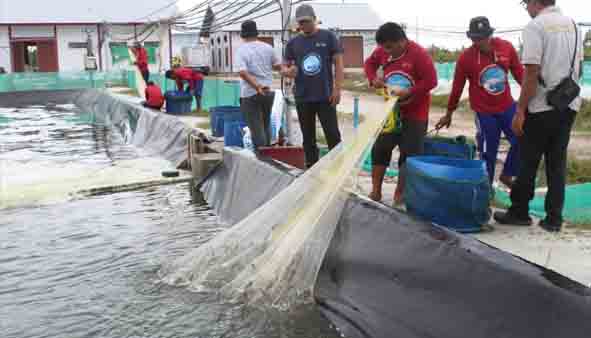 Shrimp Estate Berkah Sukamara Hasilkan 4,2 Ton Udang Vaname pada Panen Parsial Pertama