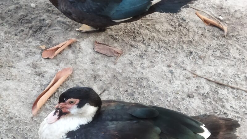 Cara Ternak Entog: Panduan Lengkap untuk Peternak Pemula