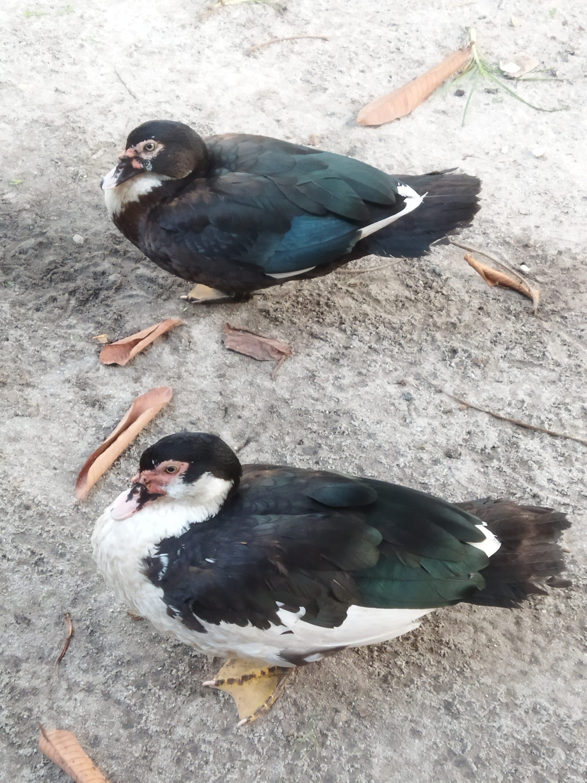 Cara Ternak Entog: Panduan Lengkap untuk Peternak Pemula