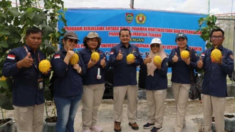 Terapkan Teknologi Smart Green House, Dinas TPHP Kalteng Panen Melon Berkualitas Tinggi