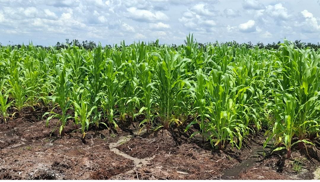 Tingkatkan Produktivitas Jagung Program Swasembada Pangan dengan Teknologi Benih Unggul Hibrida