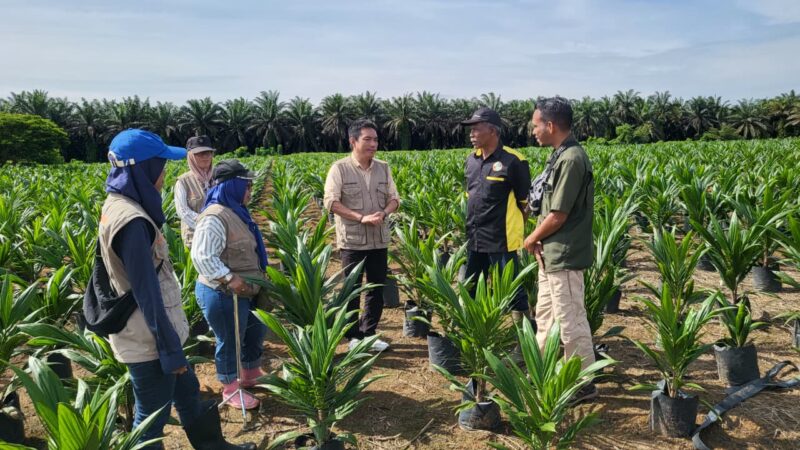 Pastikan Mutu Benih Sesuai Standar, Disbun Kalteng Gencarkan Monitoring dan Sertifikasi Benih Kelapa Sawit