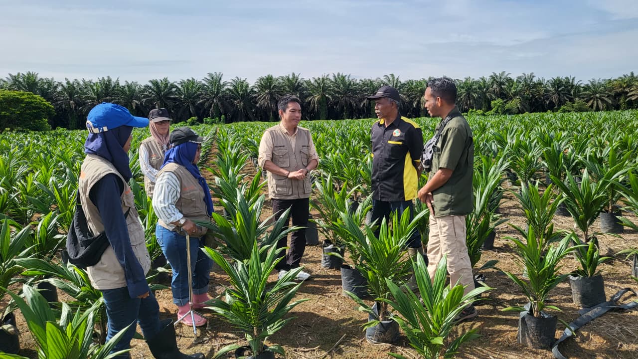 Pastikan Mutu Benih Sesuai Standar, Disbun Kalteng Gencarkan Monitoring dan Sertifikasi Benih Kelapa Sawit