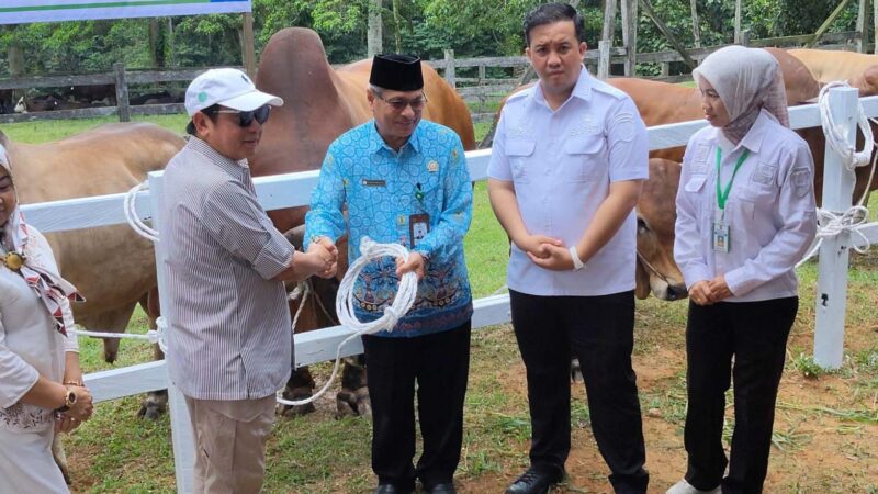 Bupati Lamandau Hadiri Serah Terima 200 Ekor Sapi Kurban dari Keluarga Besar H. Abdul Rasyid AS dan PT SSS Tbk